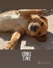 Cane Thomas in adozione