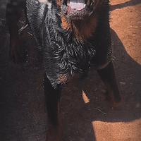 Rottweiler maschio e femmina