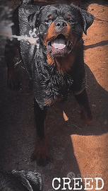 Rottweiler maschio e femmina