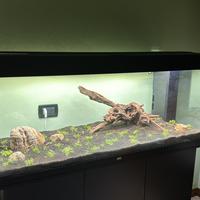 Acquario juwel rio 240