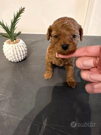 Barboncino mini toy