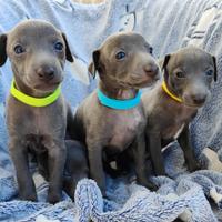 Cuccioli di piccolo levriero italiano