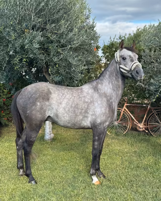 Cavallo