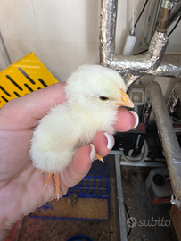 Giovani polletti