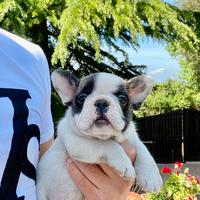 Bulldog francese cucciolo