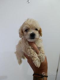 Maltipoo toy