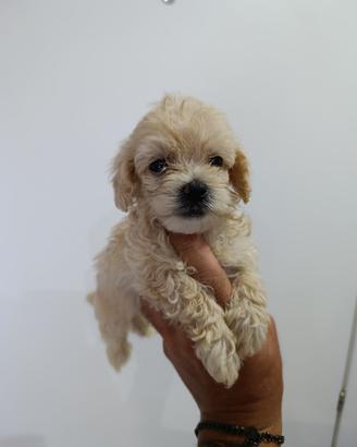 Maltipoo toy