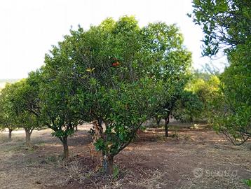 Frutteto