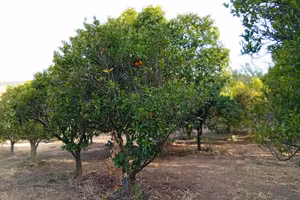 Frutteto