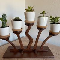 Composizione piante stile bonsai (ST1)