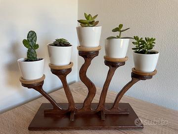 Composizione piante stile bonsai (ST1)