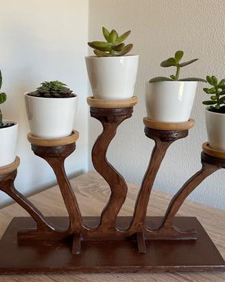 Composizione piante stile bonsai (ST1)