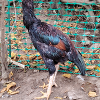 Galli di O Shamo (galli combattenti del Giappone)