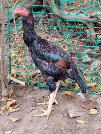 Galli di O Shamo (galli combattenti del Giappone)