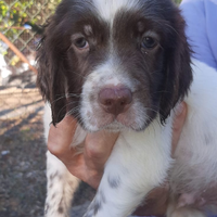 Setter maschio