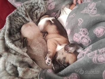 Bulldog francese