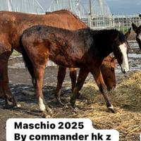 Puledro 2025 sella italiano