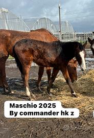 Puledro 2025 sella italiano