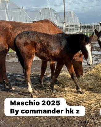 Puledro 2025 sella italiano