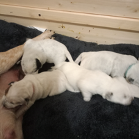 Canni Cuccioli cattle dog