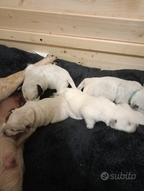 Canni Cuccioli cattle dog