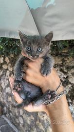 Gattino maschio grigio 2 mesi