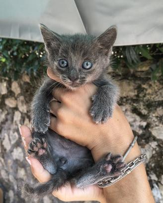 Gattino maschio grigio 2 mesi