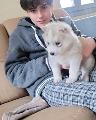 Siberian Husky