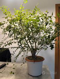 Prebonsai