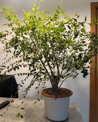 Prebonsai