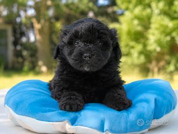 Cucciolo maschio di Maltipoo nero