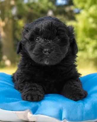 Cucciolo maschio di Maltipoo nero