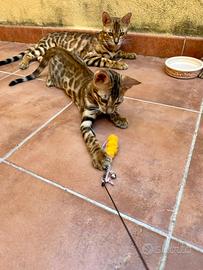Cuccioli Bengala - ultimi due disponibili
