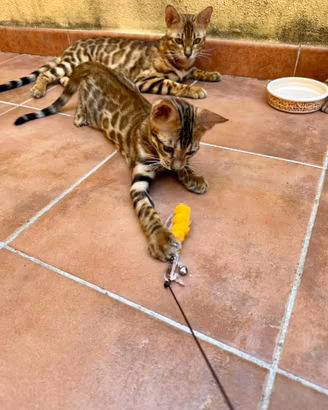 Cuccioli Bengala - ultimi due disponibili