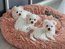 cuccioli-di-maltese-maschi-e-femmine