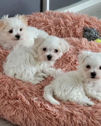 Cuccioli di maltese maschi e femmine