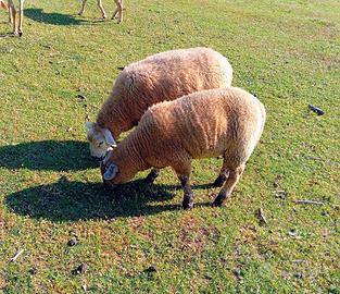 Montoncino texel e texel/suffolk