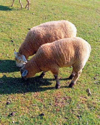 Montoncino texel e texel/suffolk