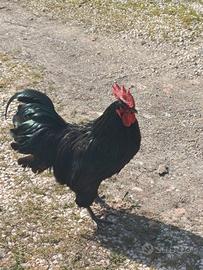 Australorp pulcini