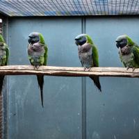 Parrocchetto Derbiana