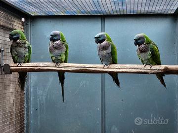 Parrocchetto Derbiana