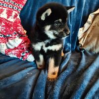 Shiba Inu pedigree Enci