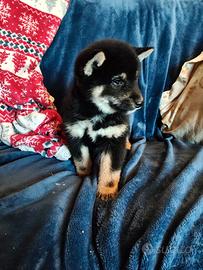 Shiba Inu pedigree Enci