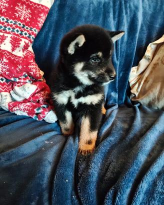 Shiba Inu pedigree Enci