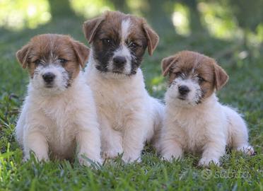 Cuccioli Jack Russell Terrier