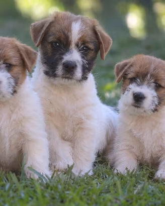Cuccioli Jack Russell Terrier