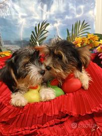 Cuccioli Biewer Yorkshire Maschietti