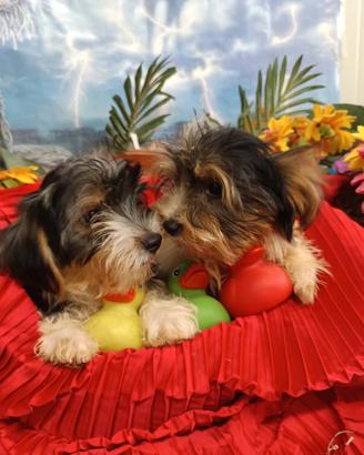 Cuccioli Biewer Yorkshire Maschietti