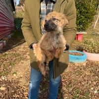 Cucciola di Pastore del Lagorai e della Lessinia