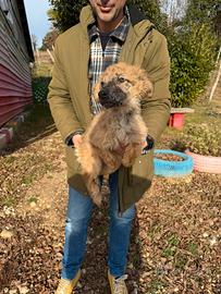 Cucciola di Pastore del Lagorai e della Lessinia